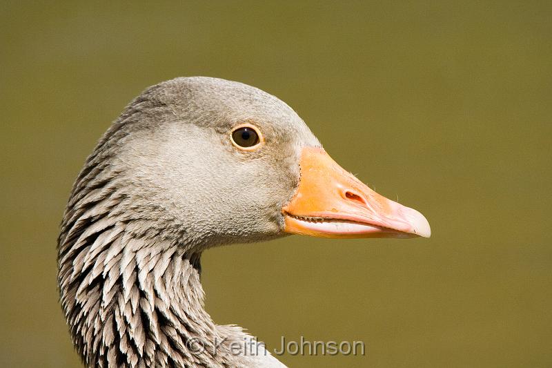 Greylag Goose.jpg